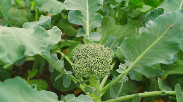 A smooth camera zooms in on a broccoli floret growing in a vegetable garden