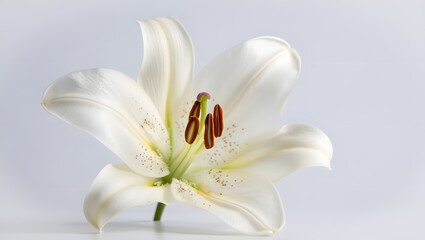 Obraz premium Close up of beautiful white lily flower floral bloom nature background wallpaper photo