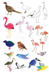 새들을 손그림으로 그린 일러스트