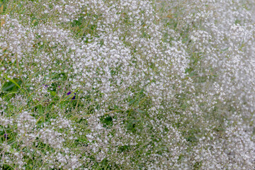 Selective focus of small and tiny white flowers Common baby's-breath in garden, Gypsophila...
