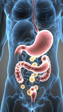 Stylized Light Blue Human Torso with Red Internal Organs and Yellow Spheres for Medical and Educational Purposes
