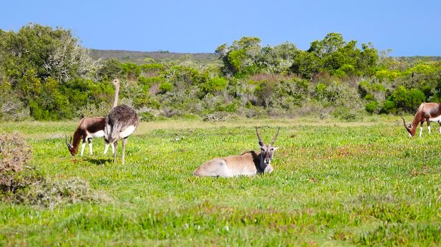 An Eland, a bontebok antelop,e and an ostrich grazing on short grass 4K Video.