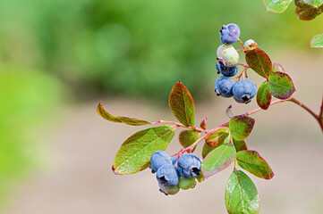 Closeup image of ripe blueberries growing on a garden branch among fresh green leaves.