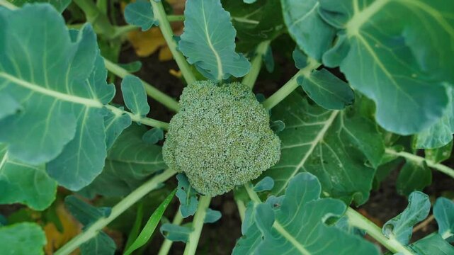 Top view, camera zooming in on broccoli in the vegetable garden