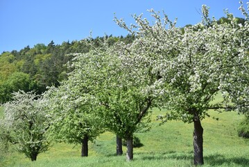 Streuobstwiese