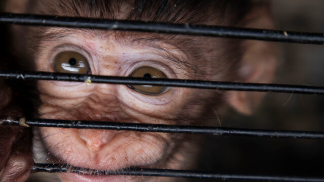 baby monkey in an iron cage