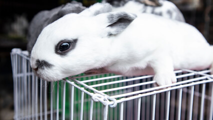 little rabbit on top of cage