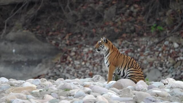 Royal Bengal tiger sitting in the River.
