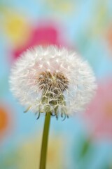 Obraz premium Macro shot of a beautiful dandelion flower with seeds against a colorful background
