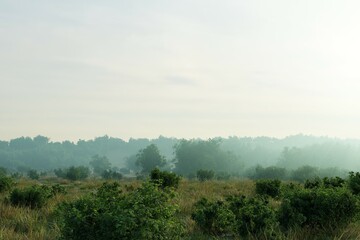 Obraz premium tranquil dawn scene unfolds, showcasing a flat expanse of low-lying vegetation in the foreground, leading to a misty, indistinct line of trees and hills in the soft, pale light of early morning