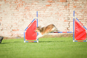 Dog is jumping over the hurdles. Amazing day on czech agility competition.