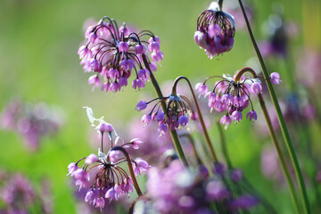 Blooming plant Allium