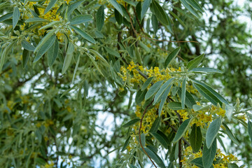 A blooming Russian olive (Elaeagnus angustifolia) tree in a forest strip (shelter belt) among the...