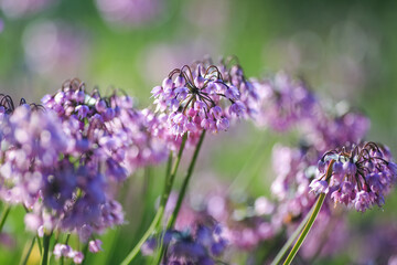 Blooming plant Allium