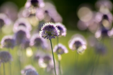 Blooming plant Allium