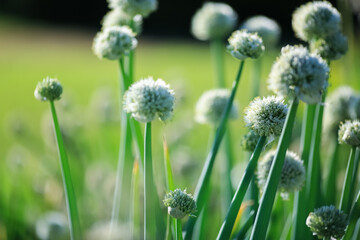 Blooming plant Allium