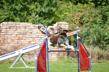 Dog is jumping over the hurdles. Amazing day on czech agility competition.
