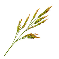 Fototapeta premium Isolated grass stalk on transparent Background