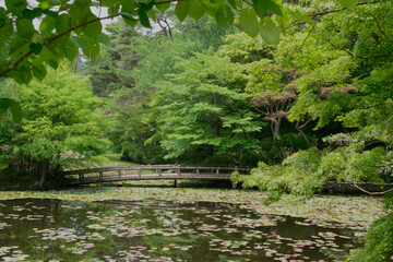 兵庫県・六甲山神戸市森林植物園長谷池