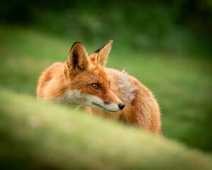 Red Fox in Natural Habitat Looking Alert on a Green Meadow