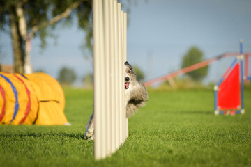 Dog is running slalom on his agility training on agility summer camp czech agility slalom.	