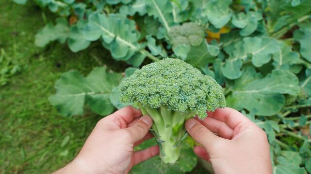 Hands showing fresh broccoli on the background of a vegetable garden