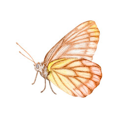 Beautiful brown pink and yellow butterfly hand drawn,watercolor illustration,isolated on a white background.