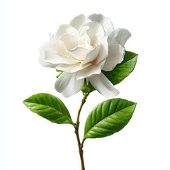 Single gardenia flower stem isolated on white background