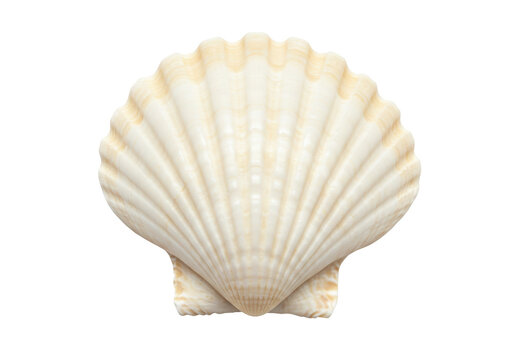 Isolated Delicate White Seashell with Natural Texture