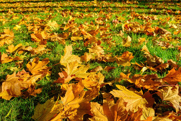 Golden Autumn Maple Leaves on Green Grass