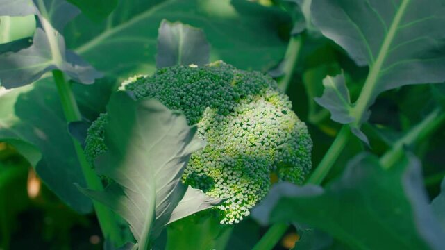 Ripe broccoli growing in a vegetable garden, close-up. Play of shadows and sun