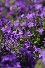 purple flowers in the garden