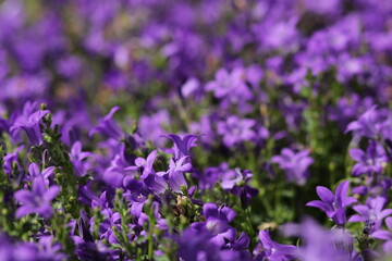 purple flowers in the field