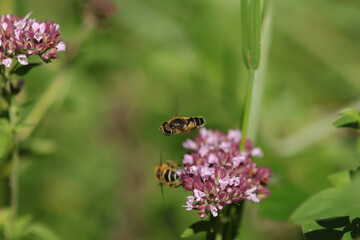 Eristalis nemorum
Eristalis nemorum in its natural element
