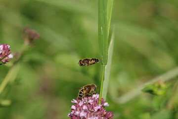 Eristalis nemorum
Eristalis nemorum in its natural element

