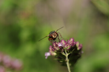 Tachinaire hérissonne (Tachina fera)
Tachina fera on an unidentified flower or plant
