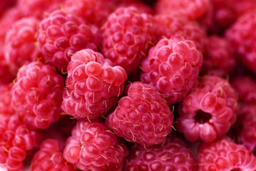Lots of beautiful large raspberries in close-up. Raspberry berry background. Wallpaper.