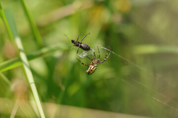 Argiope frelon --- Argiope fasciée (Argiope bruennichi)
Argiope bruennichi in its natural element
