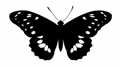 A black butterfly with white spots on its wings and long antennae isolated on a white background view
