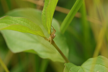 Xysticus sp.
Xysticus sp. in its natural element

