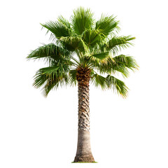 Isolated image of a mature palm tree clipart isolated on transparent background with lush green fronds, standing tall.