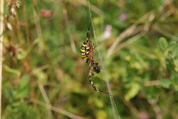 Argiope frelon --- Argiope fasciée (Argiope bruennichi)
Argiope bruennichi in its natural element
