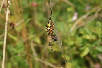 Argiope frelon --- Argiope fasciée (Argiope bruennichi)
Argiope bruennichi in its natural element
