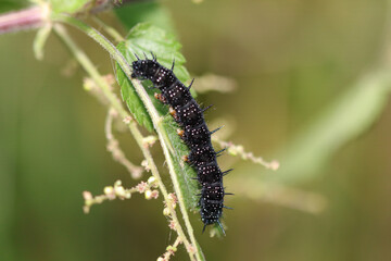 Paon du jour (Aglais io)
Aglais io on an unidentified flower or plant
