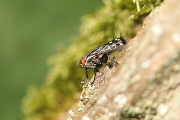 Mouche à damier (Sarcophaga spec.)
Sarcophaga spec. on an unidentified flower or plant
