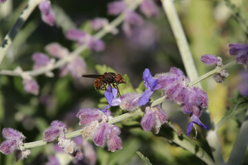 Rhingie champêtre (Rhingia campestris)
Rhingia campestris on an unidentified flower or plant
