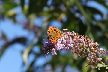 Robert-le-diable (Polygonia c-album)
Polygonia c-album on an unidentified flower or plant
