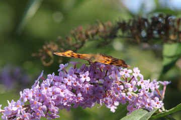 Robert-le-diable (Polygonia c-album)
Polygonia c-album on an unidentified flower or plant
