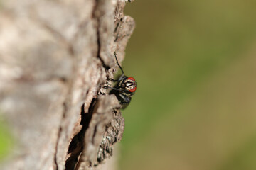 Mouche à damier (Sarcophaga spec.)
Sarcophaga spec. on an unidentified flower or plant
