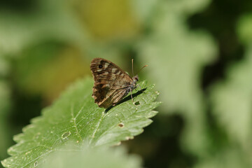 Tircis (Pararge aegeria)
Pararge aegeria in its natural element
